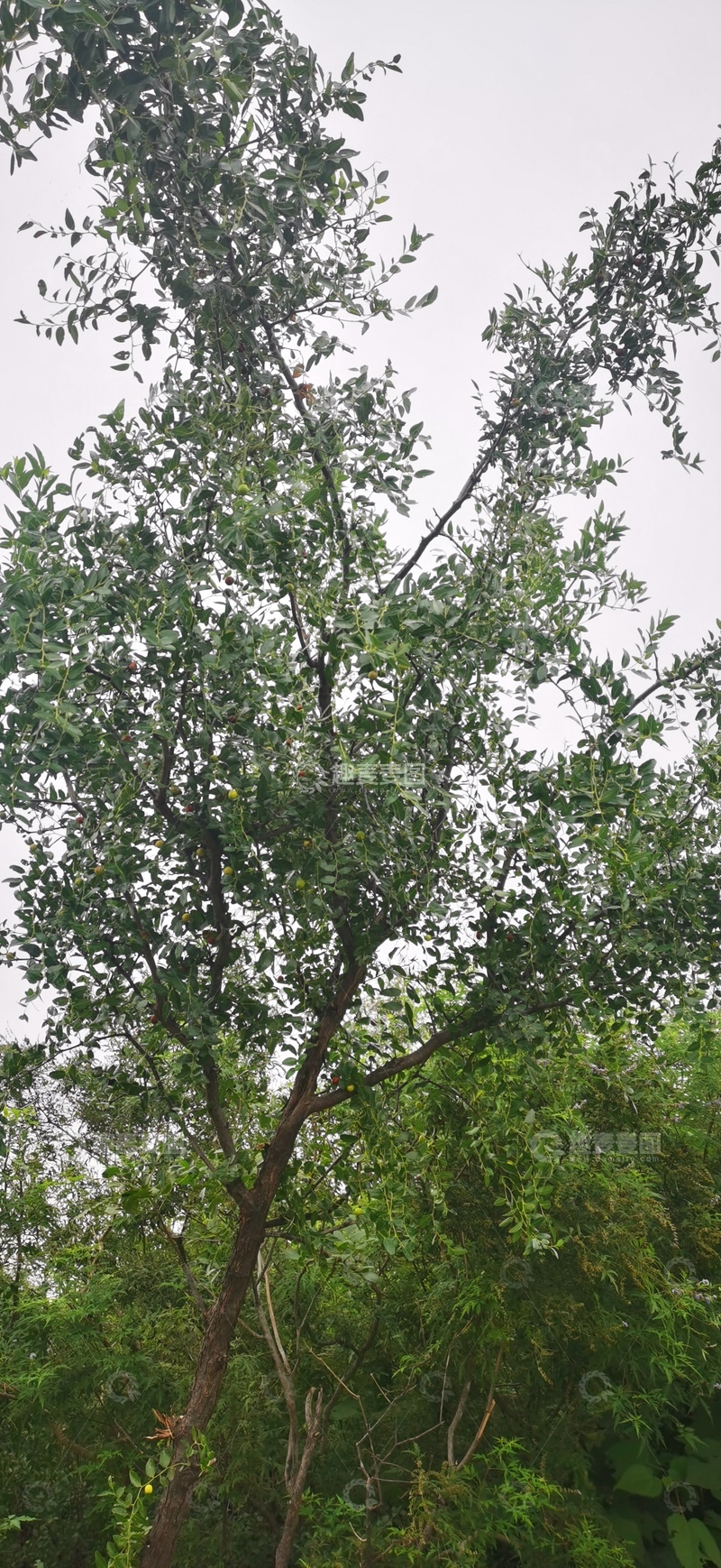 高清大图下载【趣麦麦图】绿色树木自然风光摄影