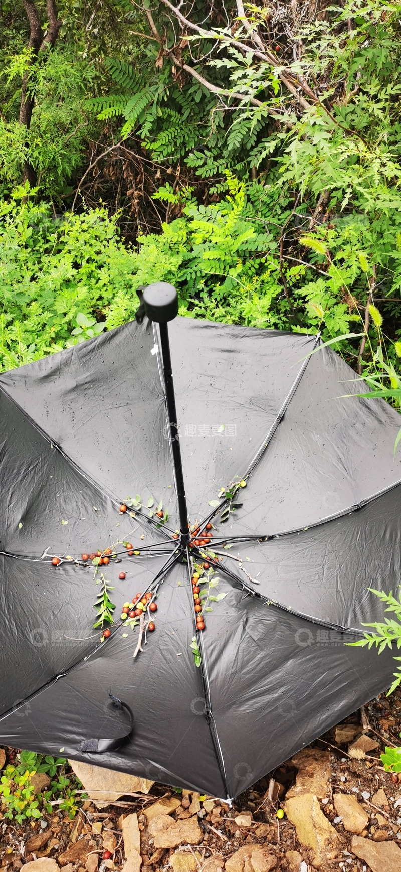 高清大图下载【趣麦麦图】野外黑色雨伞与绿色植被