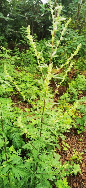 野外生长的绿色植物