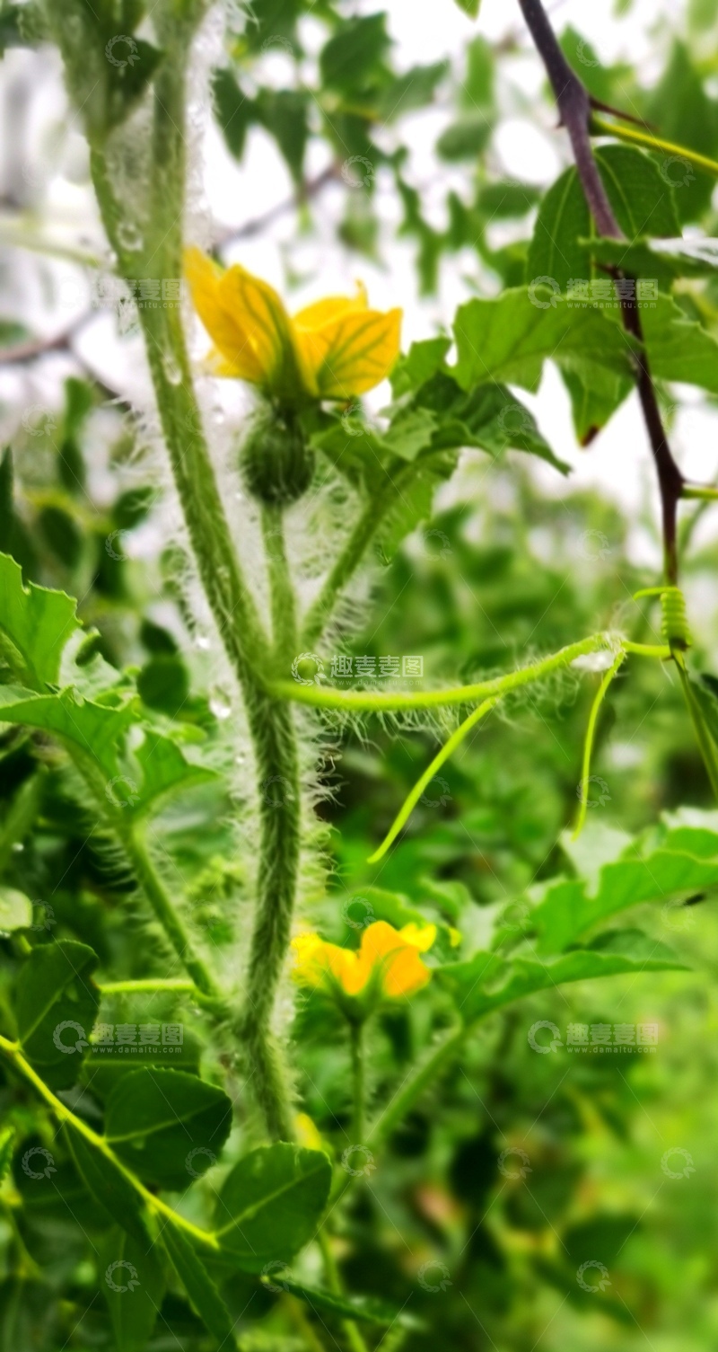 高清大图下载【趣麦麦图】绿色植物黄花特写自然风光