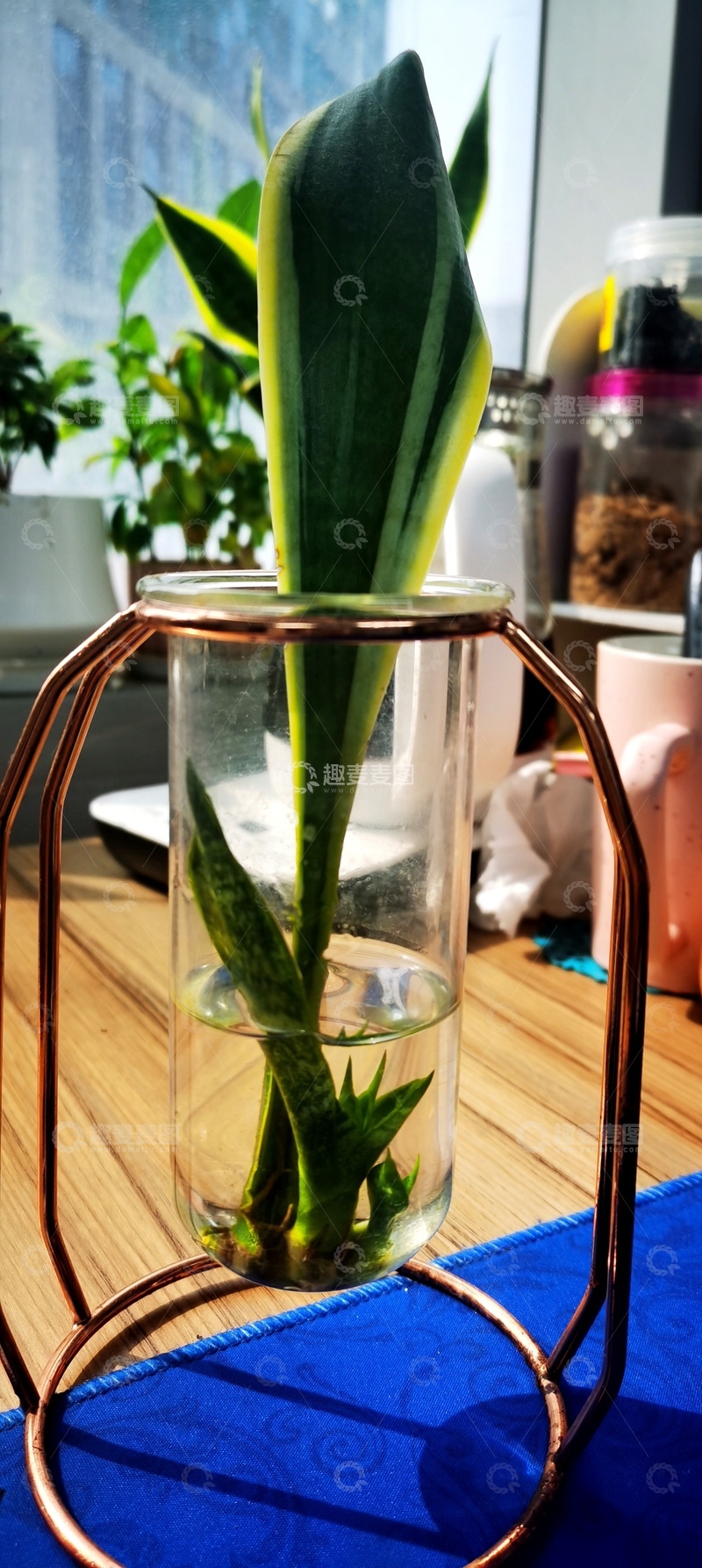 高清大图下载【趣麦麦图】简约玻璃瓶绿植装饰