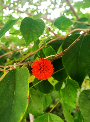 绿叶红花自然风景摄影