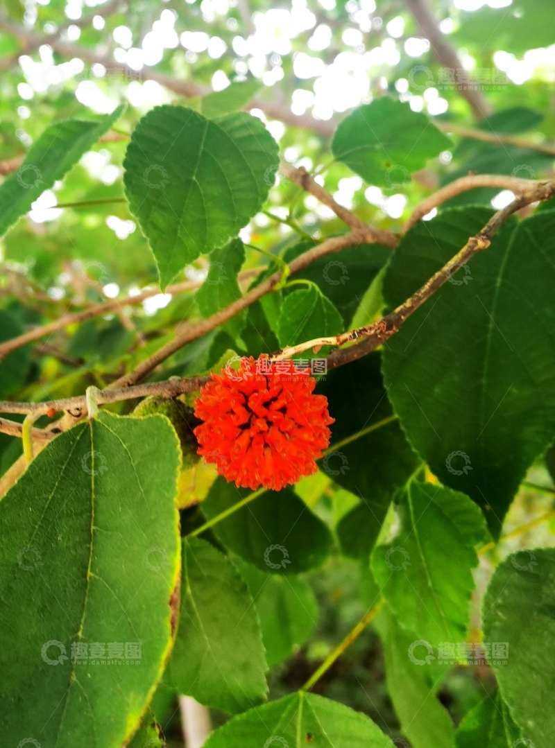 高清大图下载【趣麦麦图】绿叶红花自然风景摄影