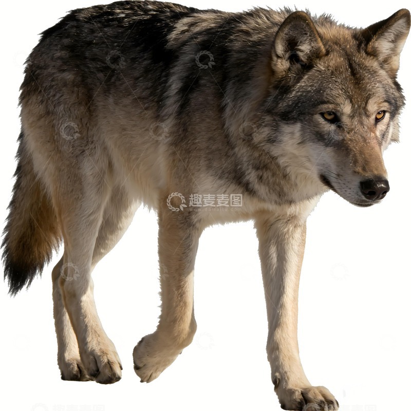 高清大图下载【趣麦麦图】狼文化团结团队10