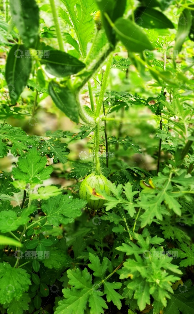 高清大图下载【趣麦麦图】绿意盎然果实挂