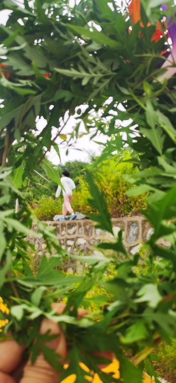 绿叶间的人影11