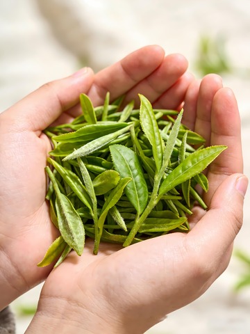 茶叶茶文化茶园 