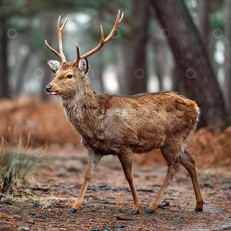 高清大图下载【趣麦麦图】森林中的威严王者