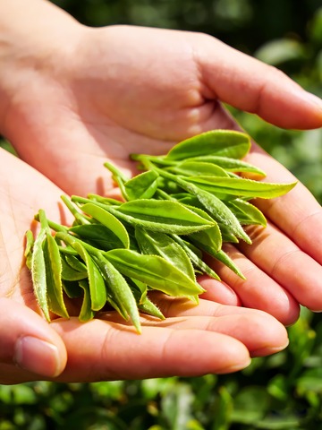 茶文化茶园 茶叶