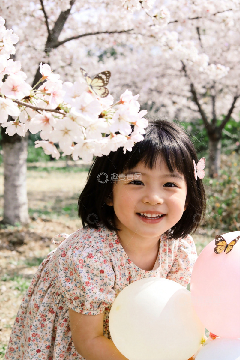 高清大图下载【趣麦麦图】春日樱花与蝶童趣写真