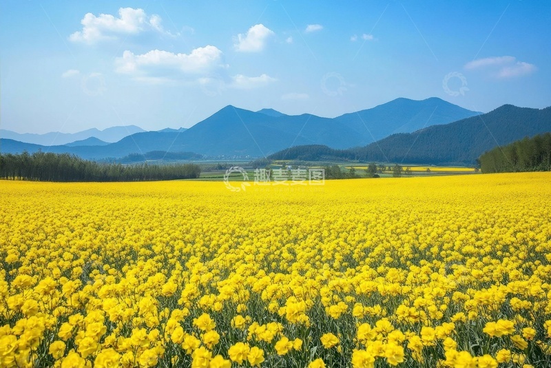 高清大图下载【趣麦麦图】金黄色的油菜花田