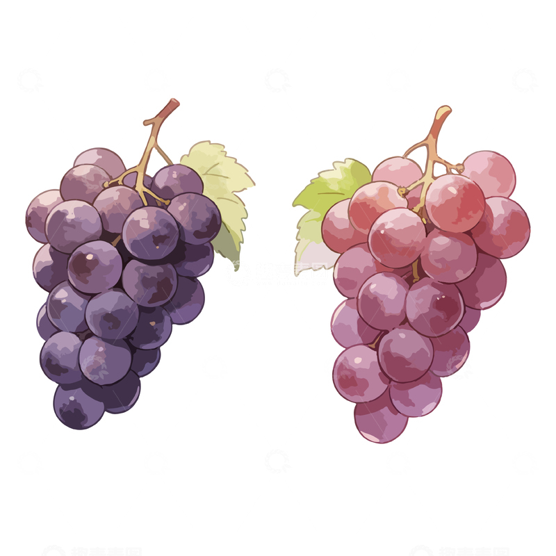 源文件下载【趣麦麦图】水彩葡萄插画设计素材