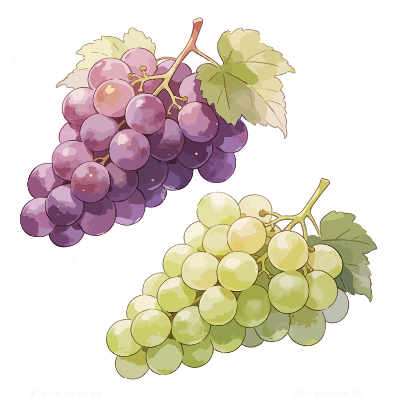 源文件下载【趣麦麦图】水彩风格葡萄插画元素