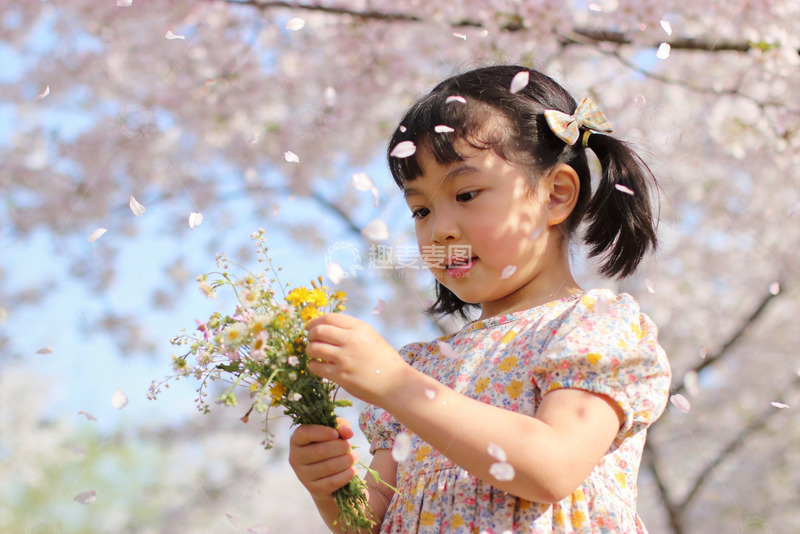 高清大图下载【趣麦麦图】春日樱花下小女孩采花
