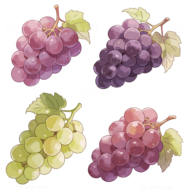 源文件下载【趣麦麦图】彩绘画葡萄果实插画设计素材