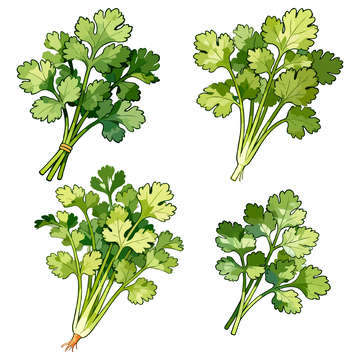 绿色香菜插画设计素材