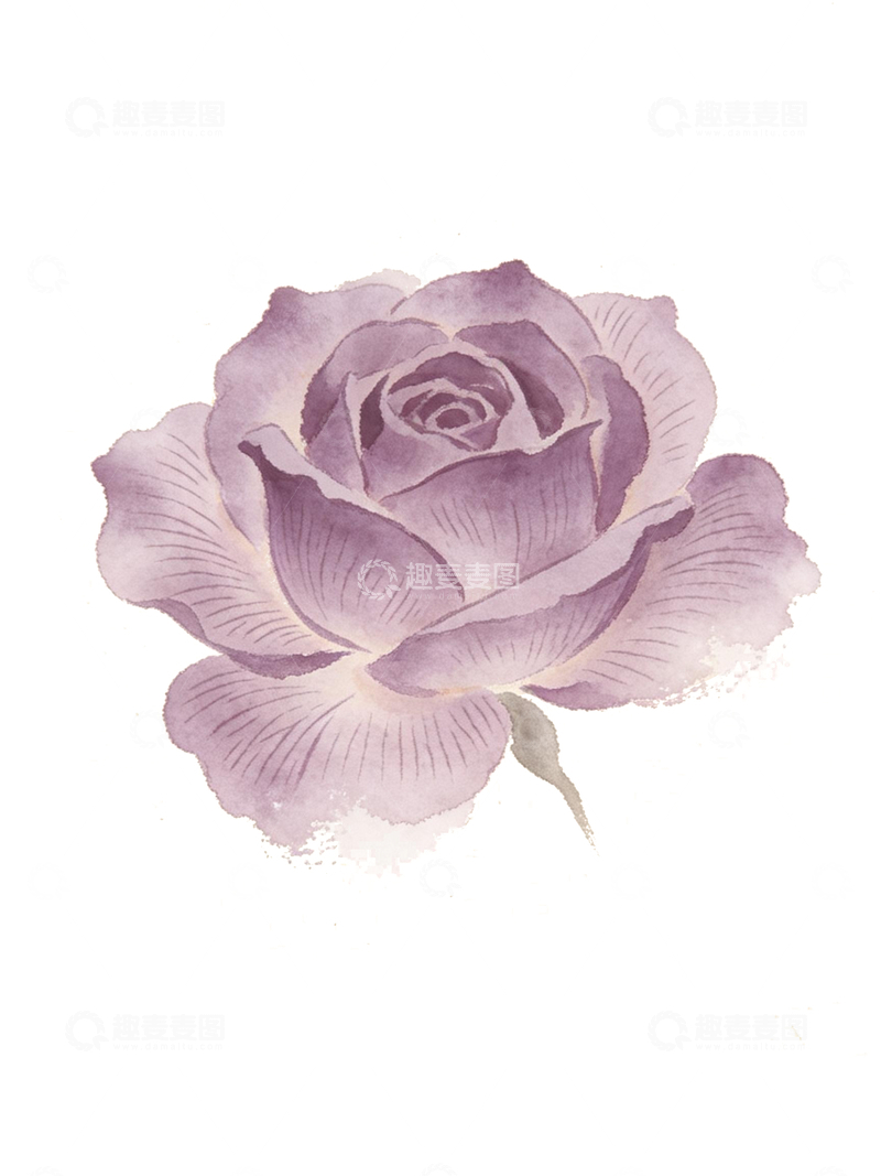 源文件下载【趣麦麦图】手绘风格紫色月季