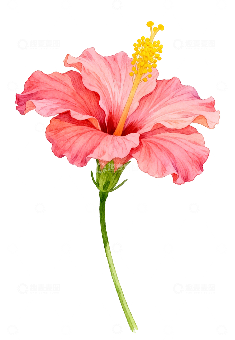 源文件下载【趣麦麦图】手绘风格扶桑花6