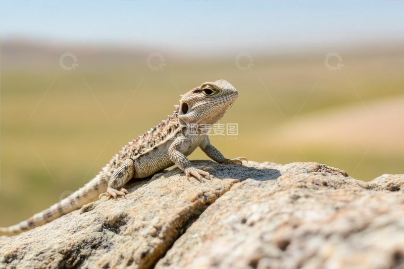高清大图下载【趣麦麦图】趴在岩石上的蜥蜴