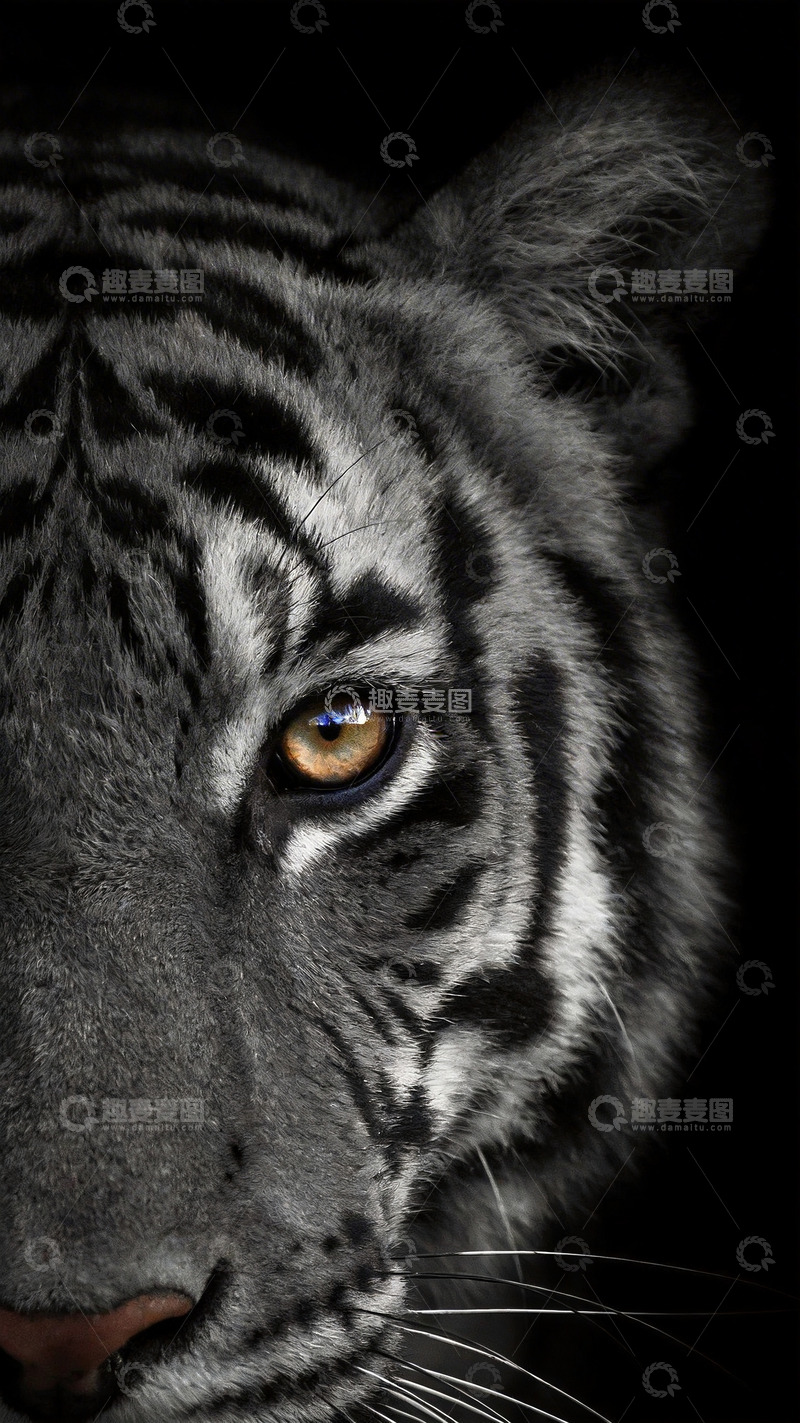 高清大图下载【趣麦麦图】黑白老虎特写镜头7