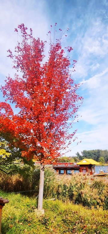 秋日红树湖畔景