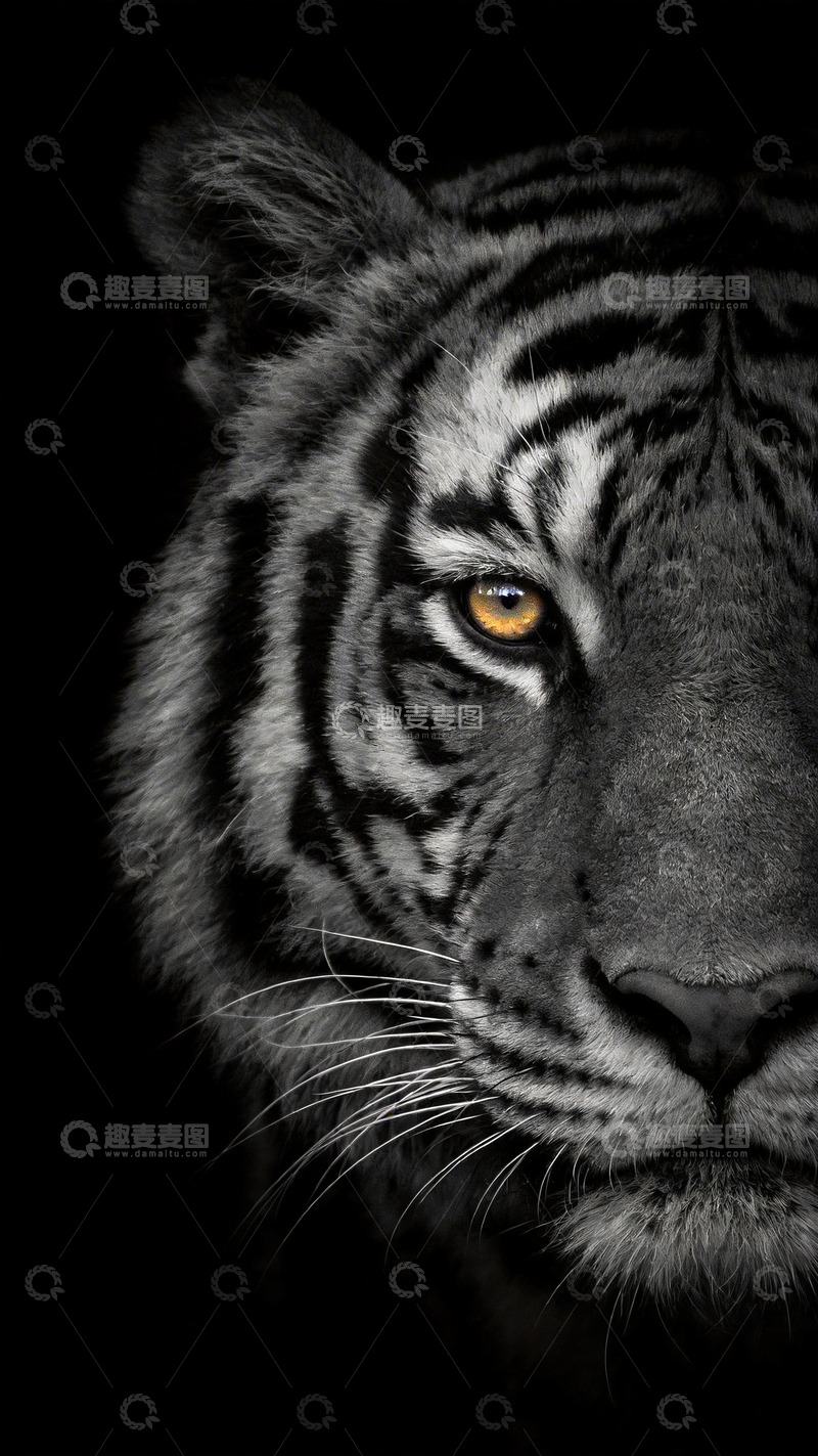 高清大图下载【趣麦麦图】黑白老虎特写镜头2