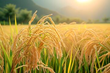 稻田里成熟的稻子