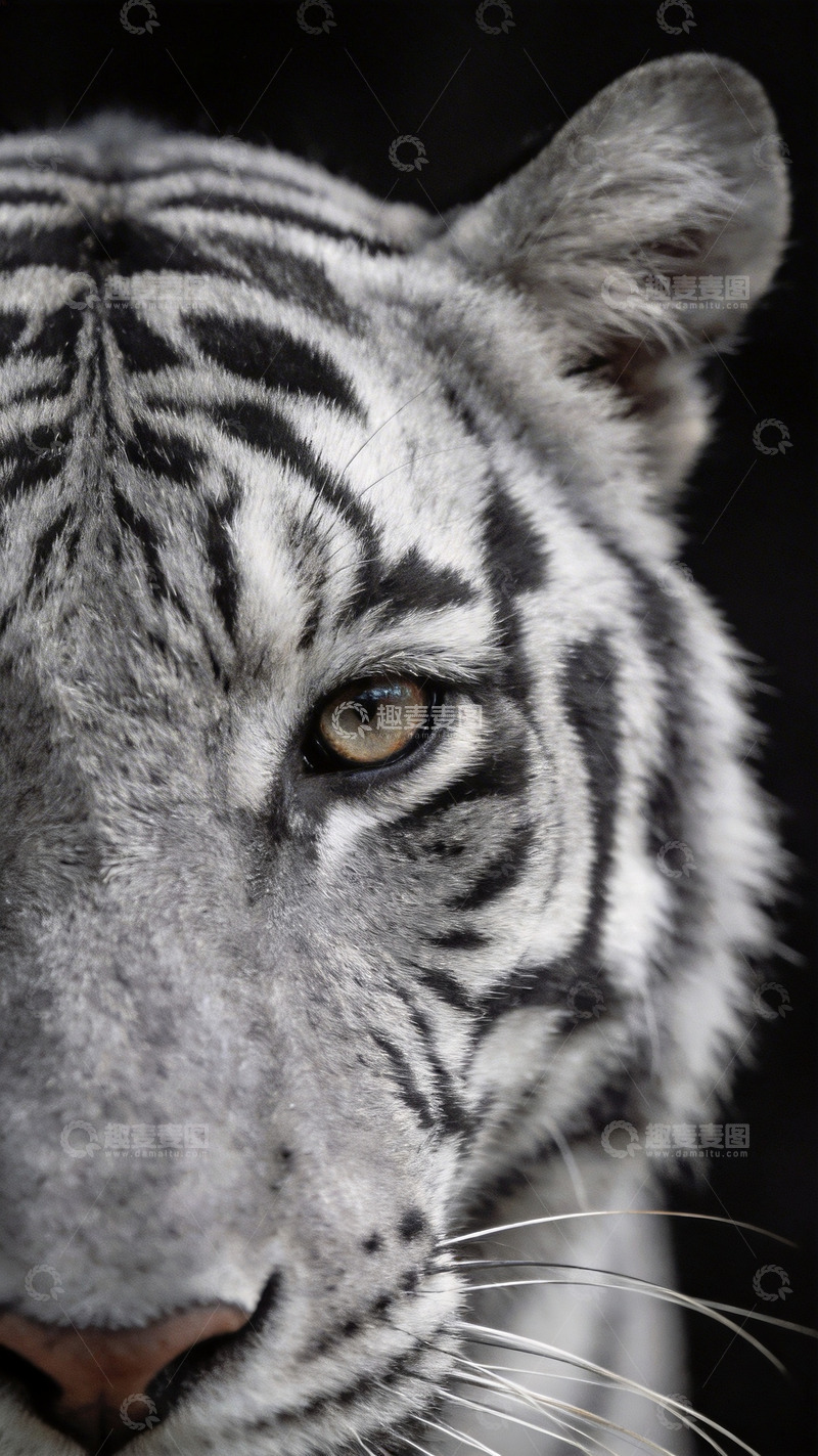 高清大图下载【趣麦麦图】黑白老虎特写镜头3