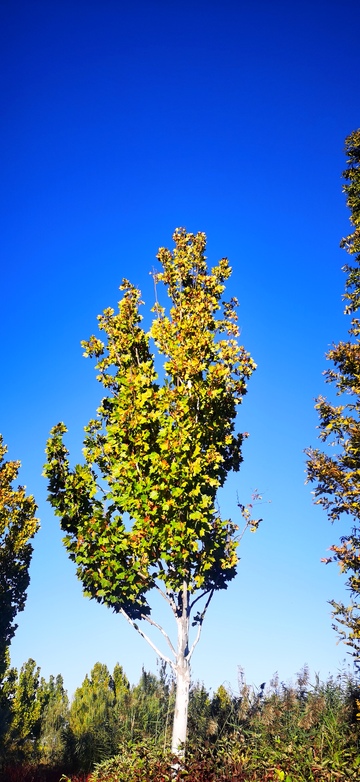 秋日蓝天白树美景