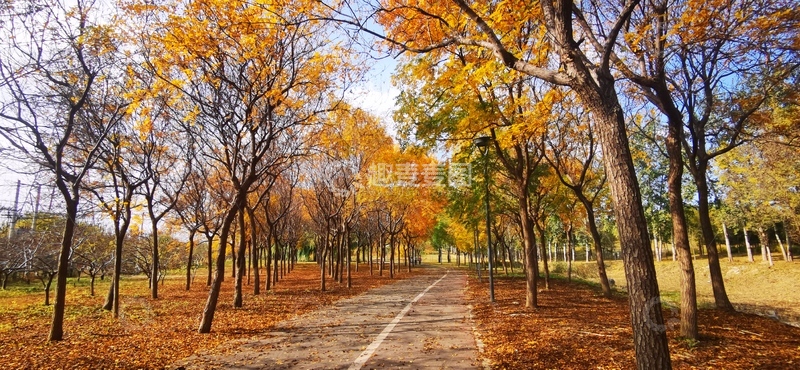 高清大图下载【趣麦麦图】-秋日林间小道风光