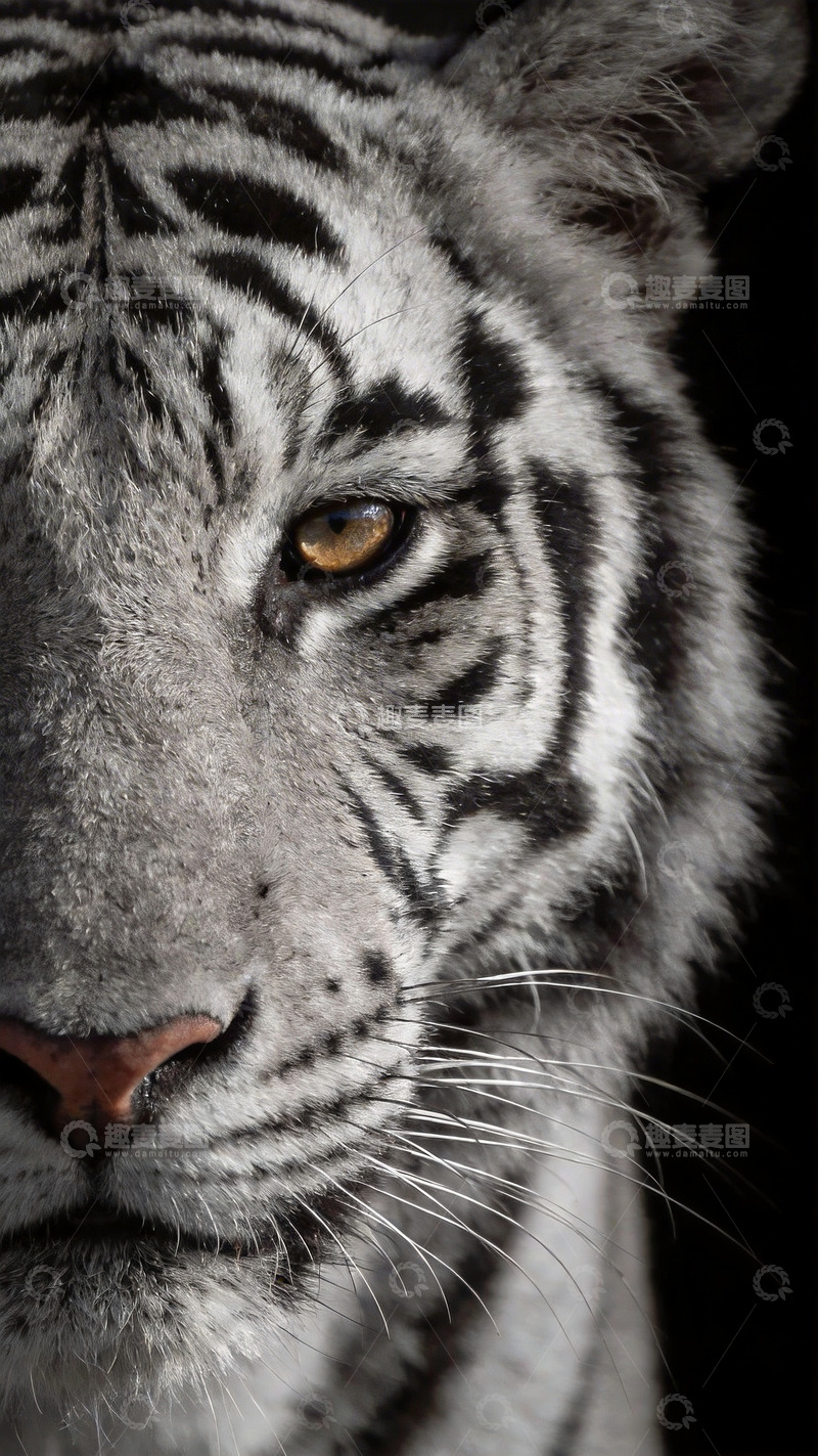 高清大图下载【趣麦麦图】黑白老虎特写镜头5