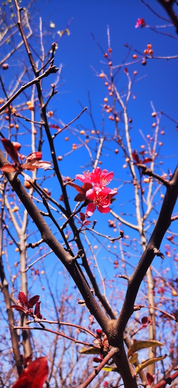 早春绽放红花树梢美景