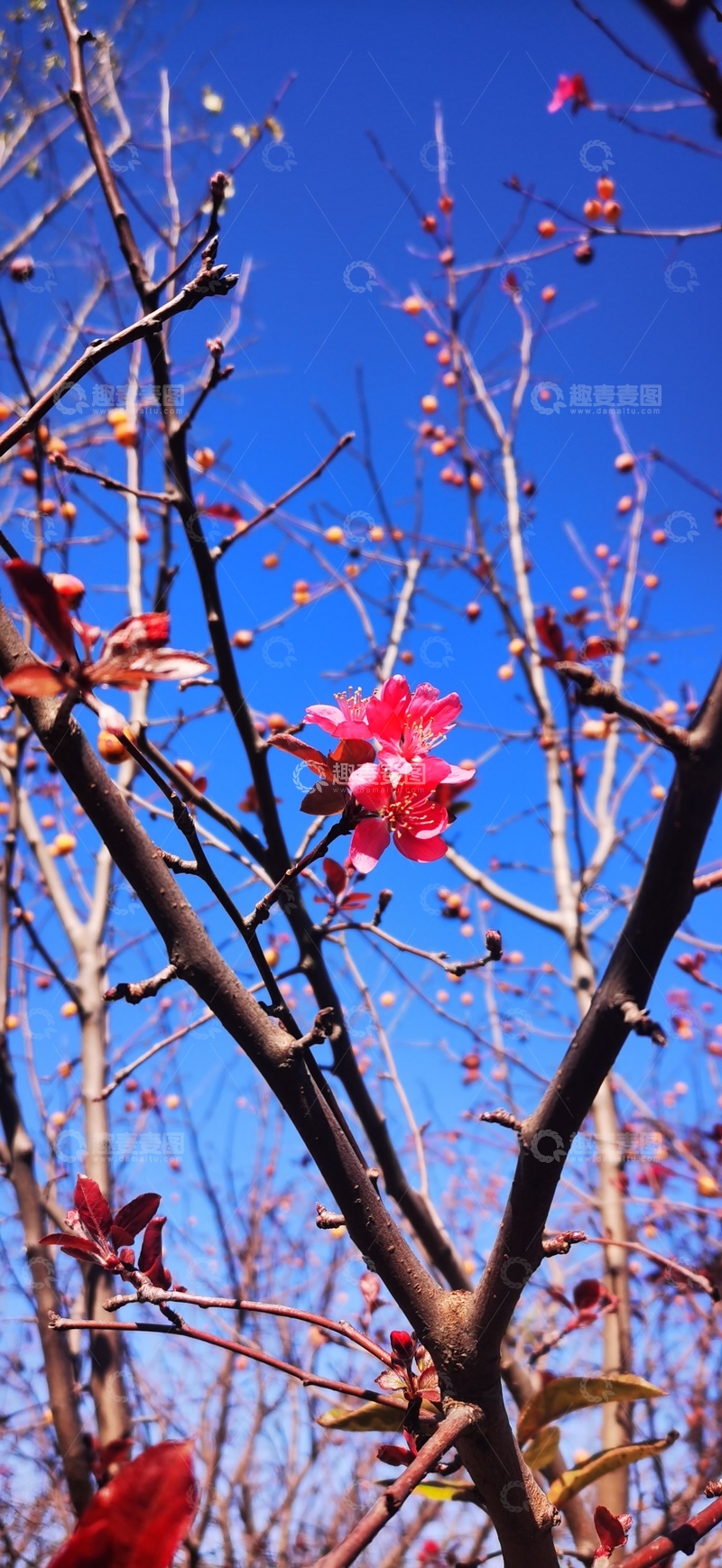高清大图下载【趣麦麦图】早春绽放红花树梢美景
