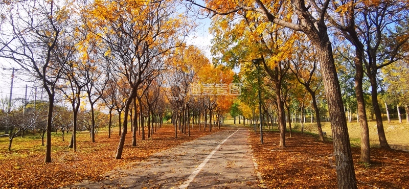 高清大图下载【趣麦麦图】秋日林间小道风景图