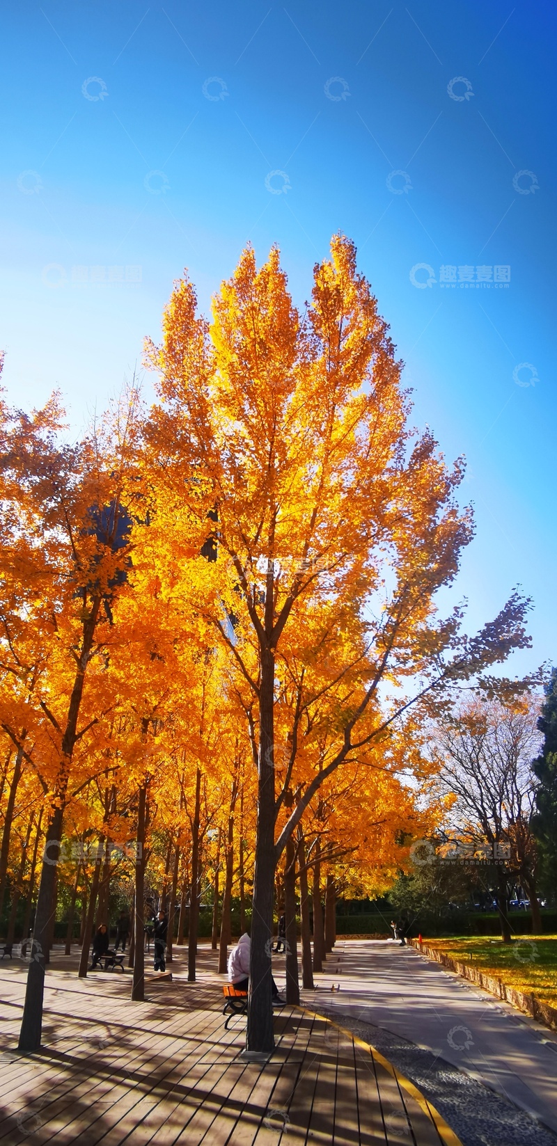 高清大图下载【趣麦麦图】秋日金黄大道风光1