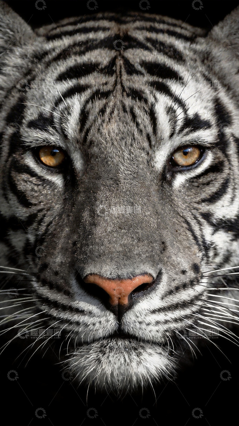 高清大图下载【趣麦麦图】黑白老虎特写镜头1