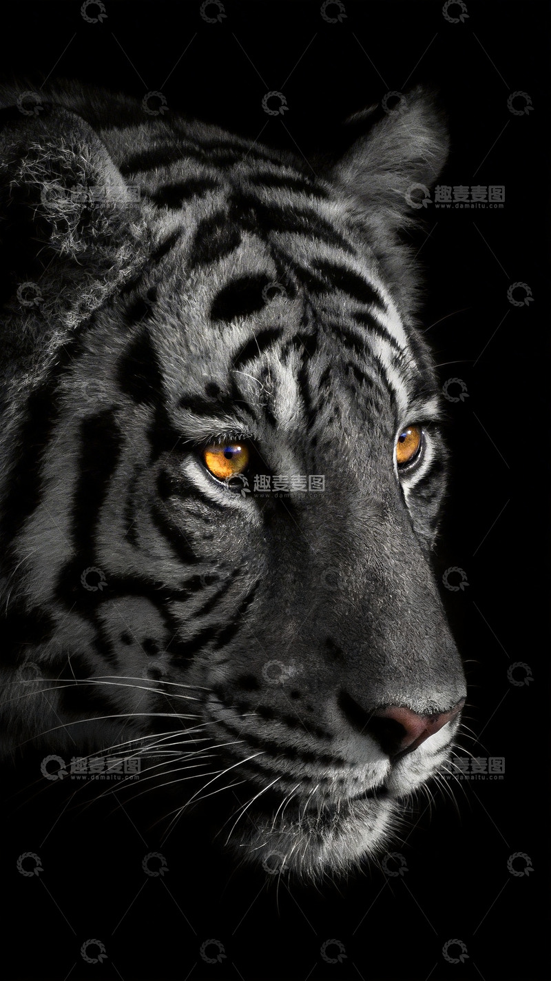 高清大图下载【趣麦麦图】黑白老虎特写镜头6