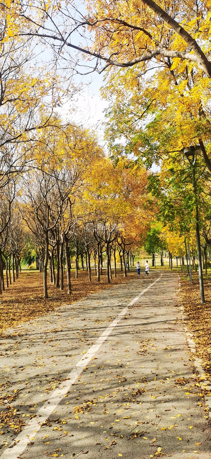 高清大图下载【趣麦麦图】秋意浓林间小道