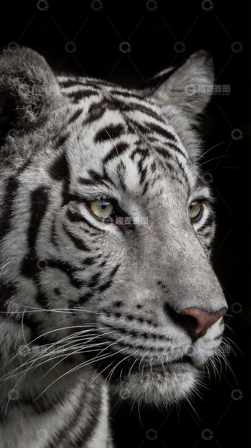 高清大图下载【趣麦麦图】黑白老虎特写镜头4