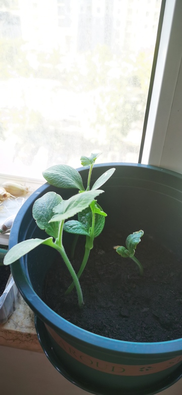 窗台绿植生长记