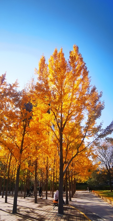 秋日金黄树叶街景11