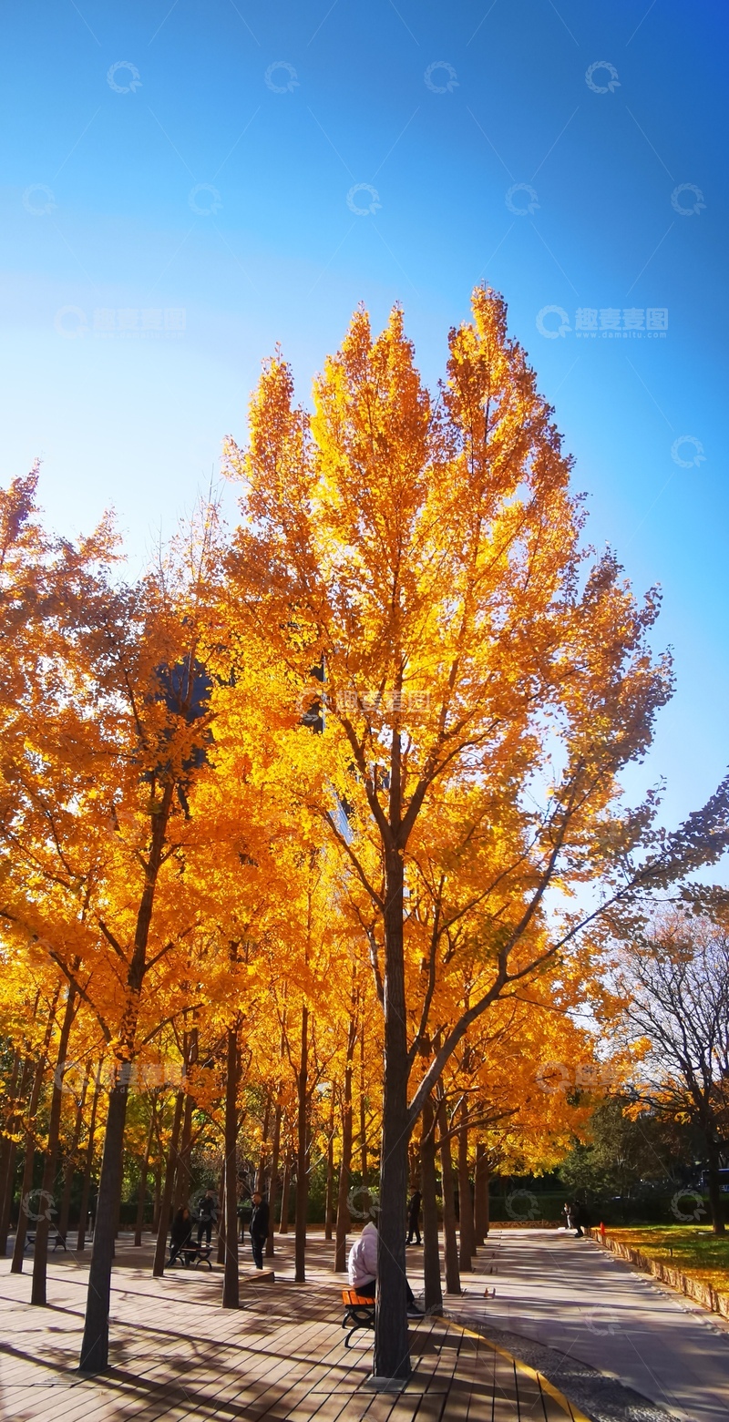 高清大图下载【趣麦麦图】-秋日金黄树叶街景11