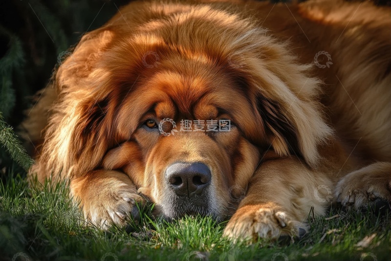 高清大图下载【趣麦麦图】趴在草地上的大金毛