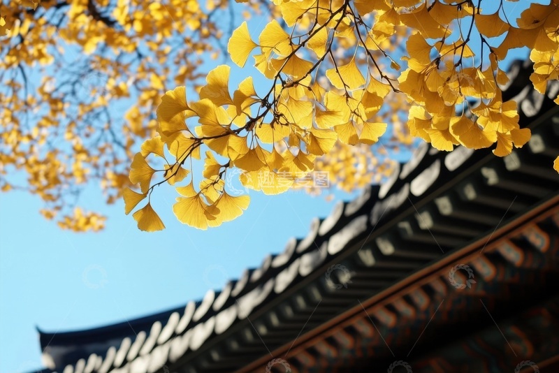 高清大图下载【趣麦麦图】银杏树叶和木头房梁飞檐