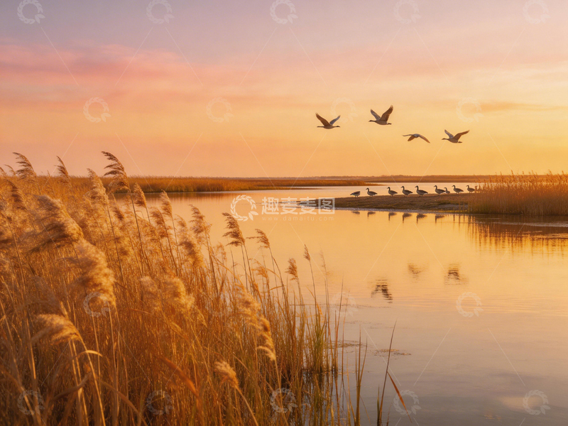 高清大图下载【趣麦麦图】黄昏湿地候鸟飞翔风光摄影