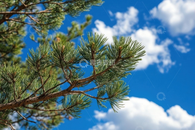 高清大图下载【趣麦麦图】天空下的松树树枝枝叶