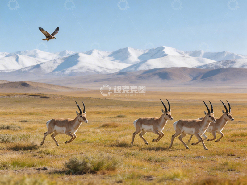 高清大图下载【趣麦麦图】高原羚羊奔跑自然风光摄影