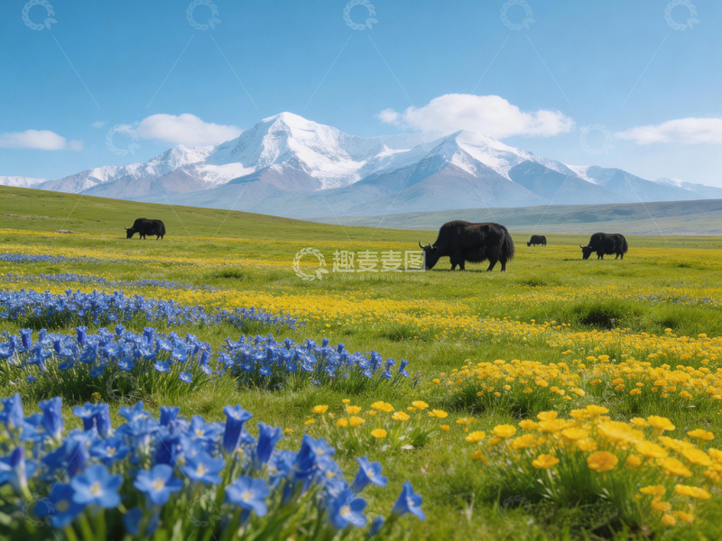 高清大图下载【趣麦麦图】雪山草原牦牛风光摄影图片