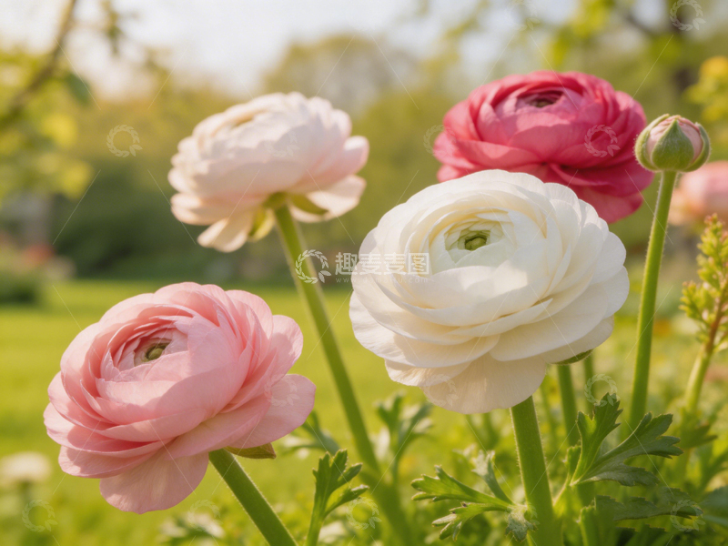 高清大图下载【趣麦麦图】花园盛放洋牡丹花卉特写