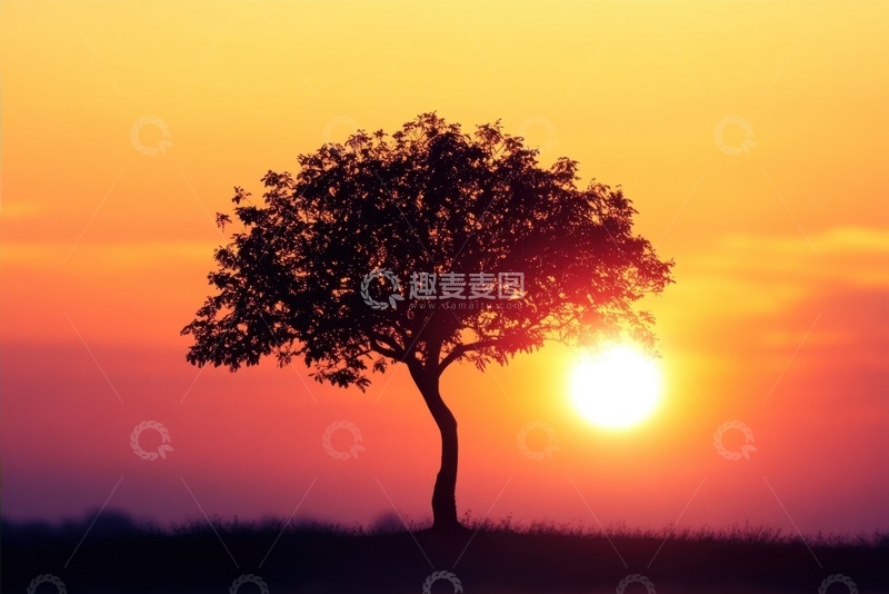 高清大图下载【趣麦麦图】夕阳下的孤树摄影
